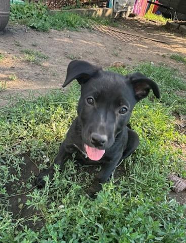 Jet, Adopted, Puppy Female Hound.