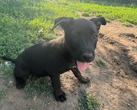 Enlarge Jet, a Adopted Hound in New Kensington, PA image 2/2