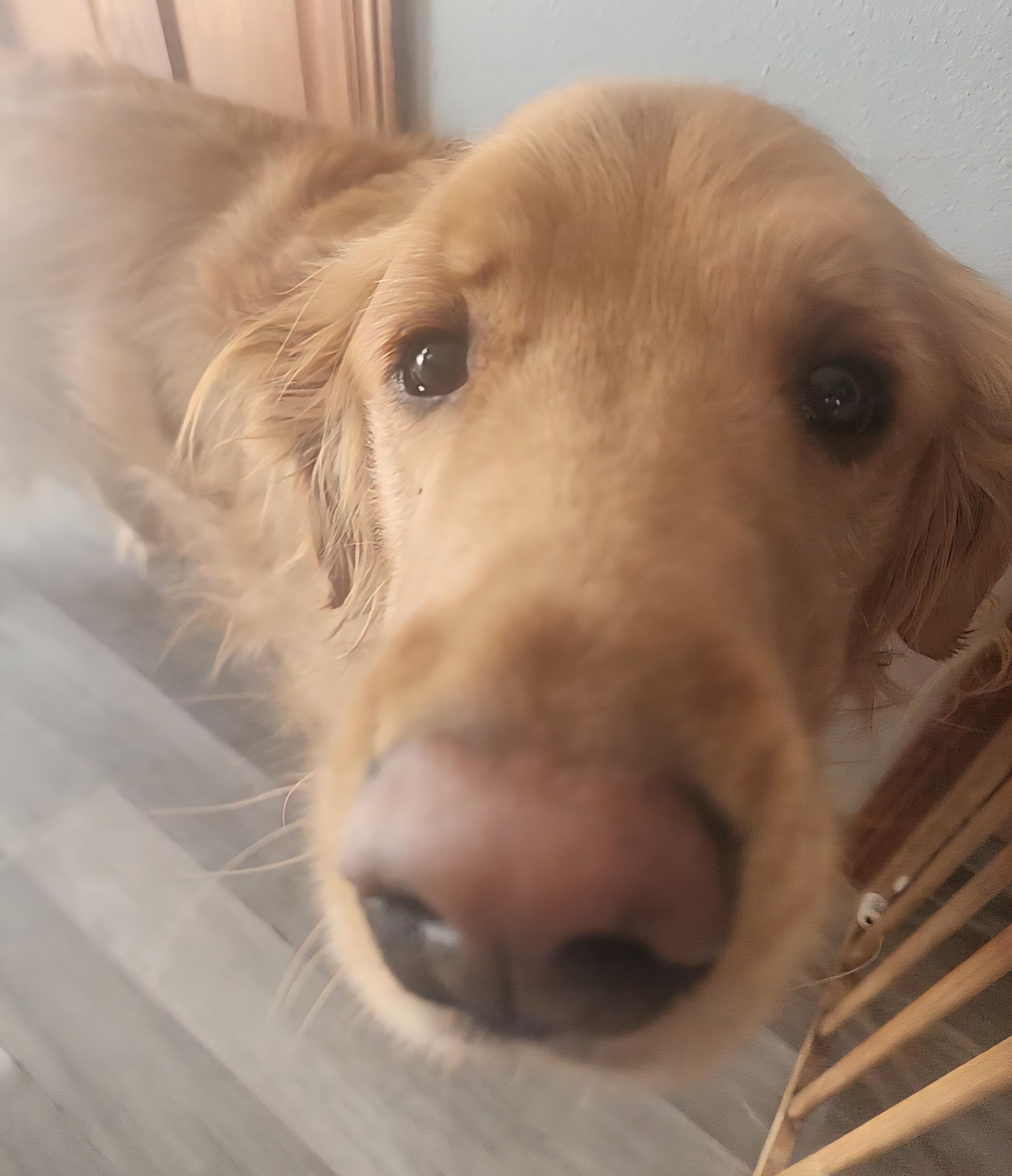 Enlarge Elmo and Teddy, a Adoptable mixed breed in River Falls, WI image 3/6