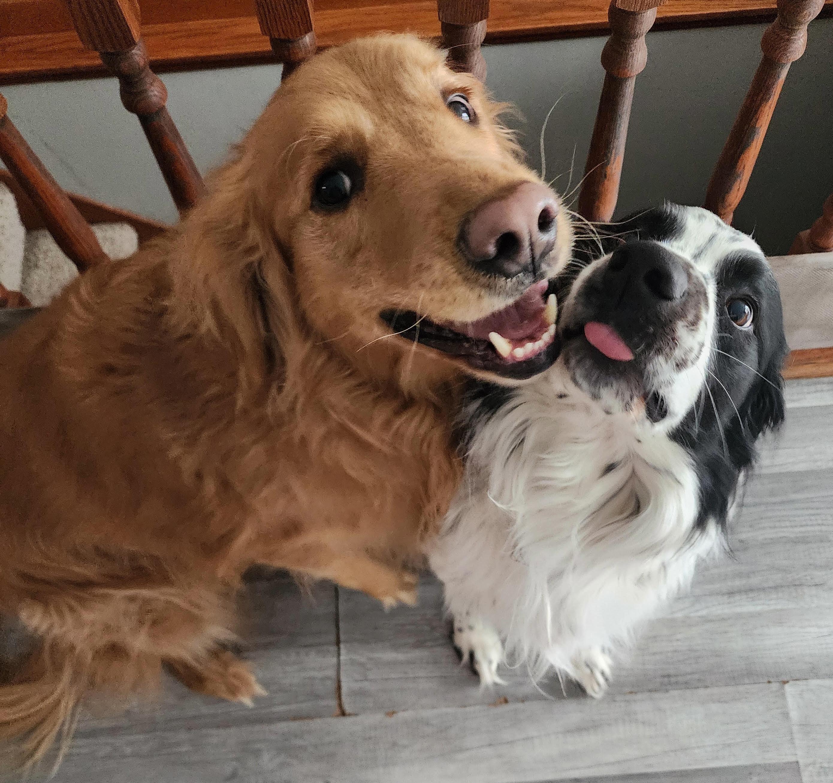 Enlarge Elmo and Teddy, a Adoptable mixed breed in River Falls, WI image 1/6