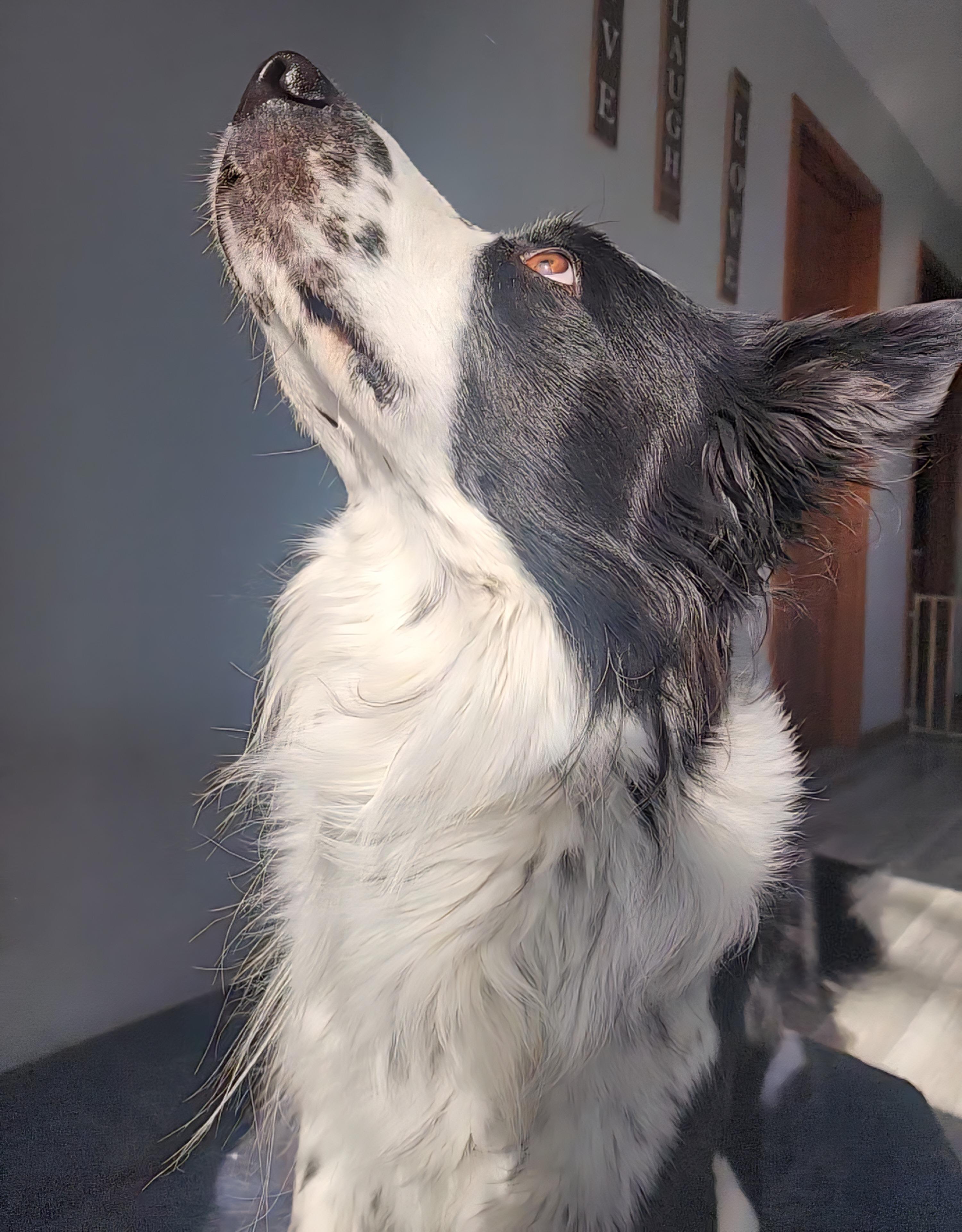 Enlarge Elmo and Teddy, a Adoptable mixed breed in River Falls, WI image 5/6