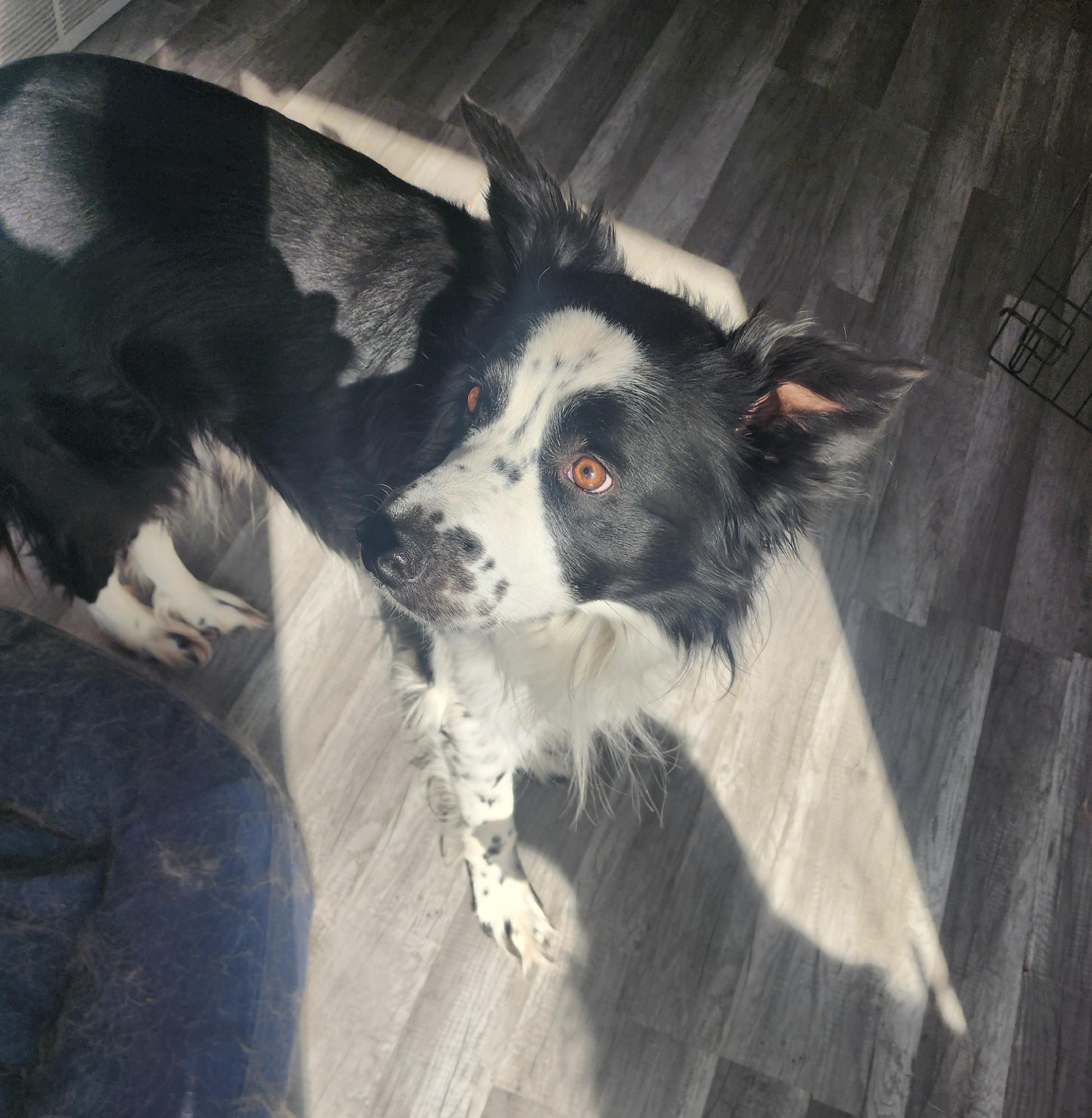 Elmo , adopted, Adult Male Border Collie & Australian Cattle Dog / Blue Heeler.