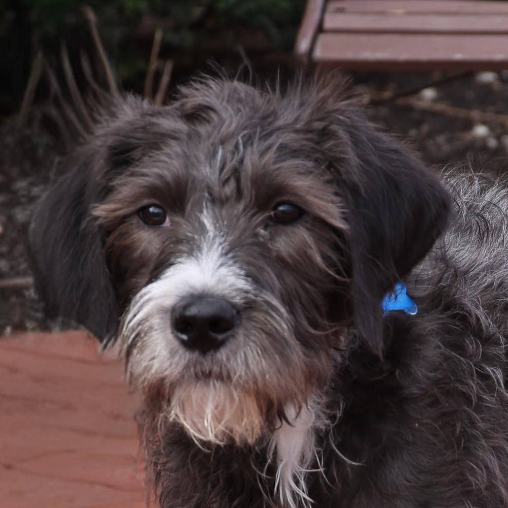 Cash, an adopted mixed breed in Arlington Heights, IL image 1/2