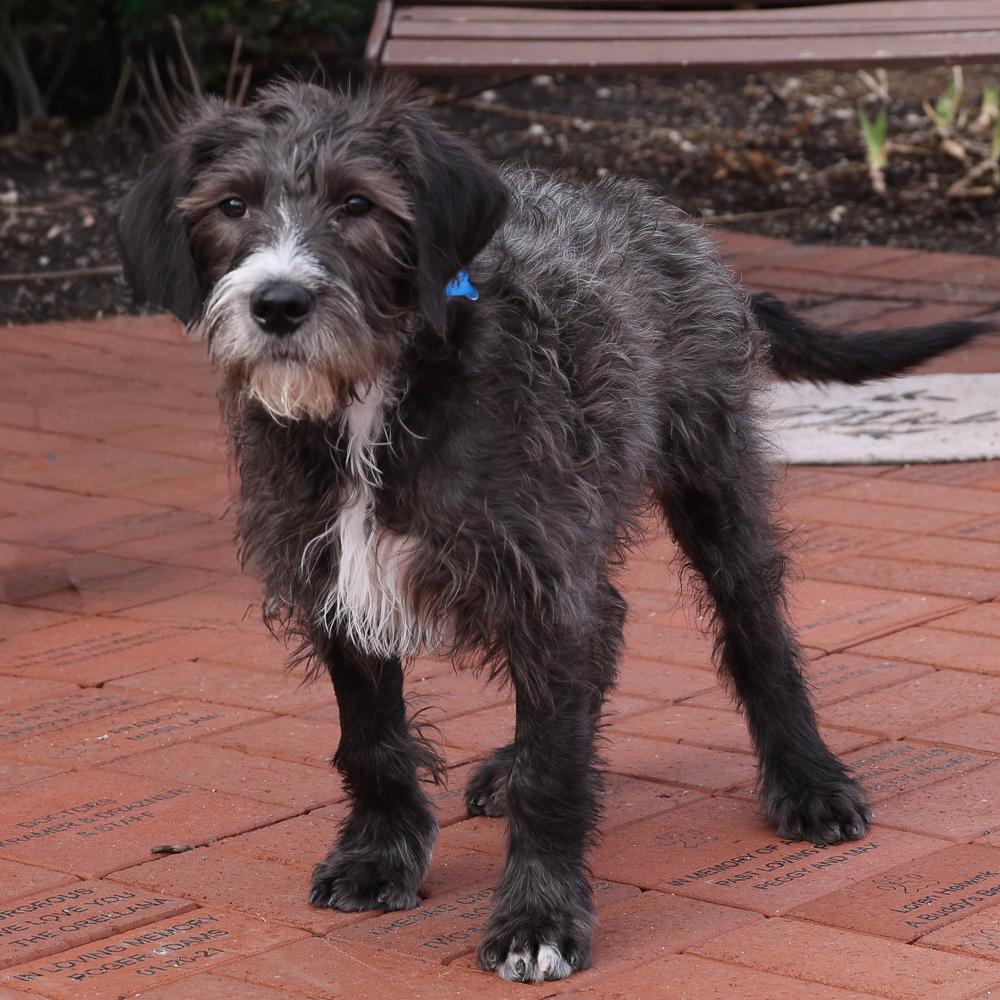 Cash, an adopted mixed breed in Arlington Heights, IL image 2/2