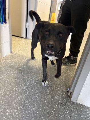 Pat, adopted, Adult Male Pit Bull Terrier.