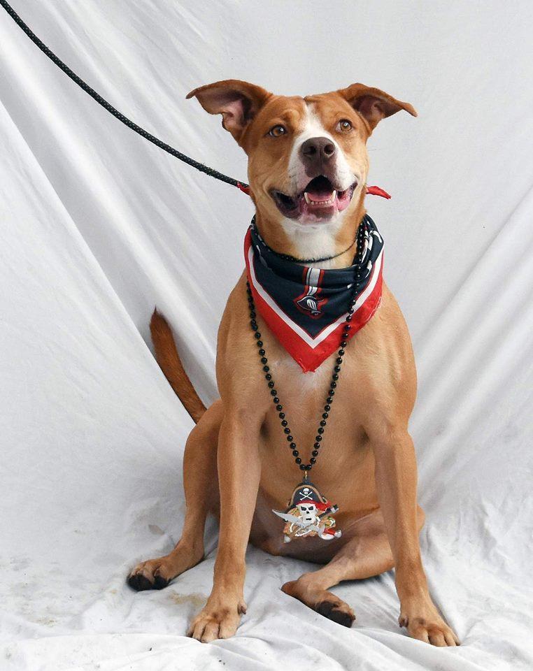 Bingo, Adopted, Adult Male American Bulldog & Hound.