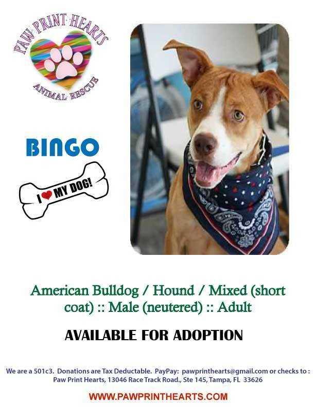 Bingo, a Adopted mixed breed in Tampa, FL image 2/5