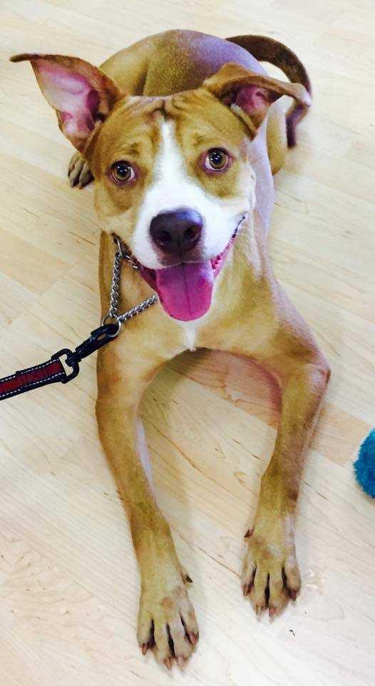 Bingo, a Adopted mixed breed in Tampa, FL image 3/5