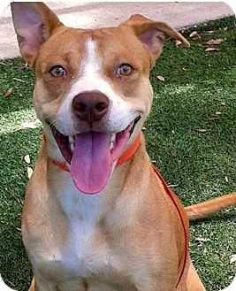 Bingo, a Adopted mixed breed in Tampa, FL image 4/5