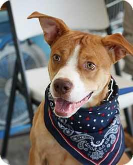 Bingo, a Adopted mixed breed in Tampa, FL image 5/5
