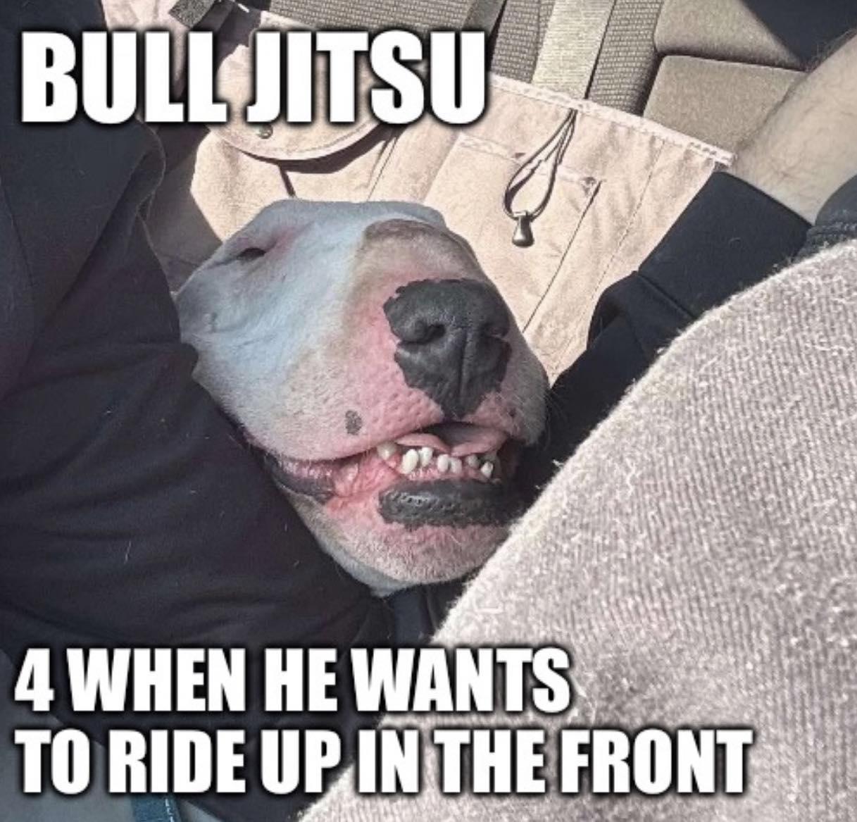 26-011 Yeti, Adoptable, Adult Male Bull Terrier.