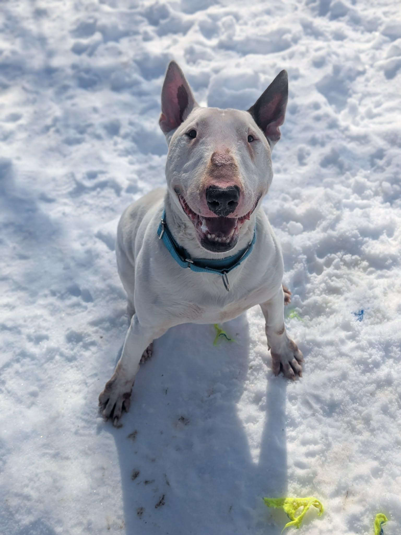 26-011 Yeti, Adoptable, Adult Male Bull Terrier.