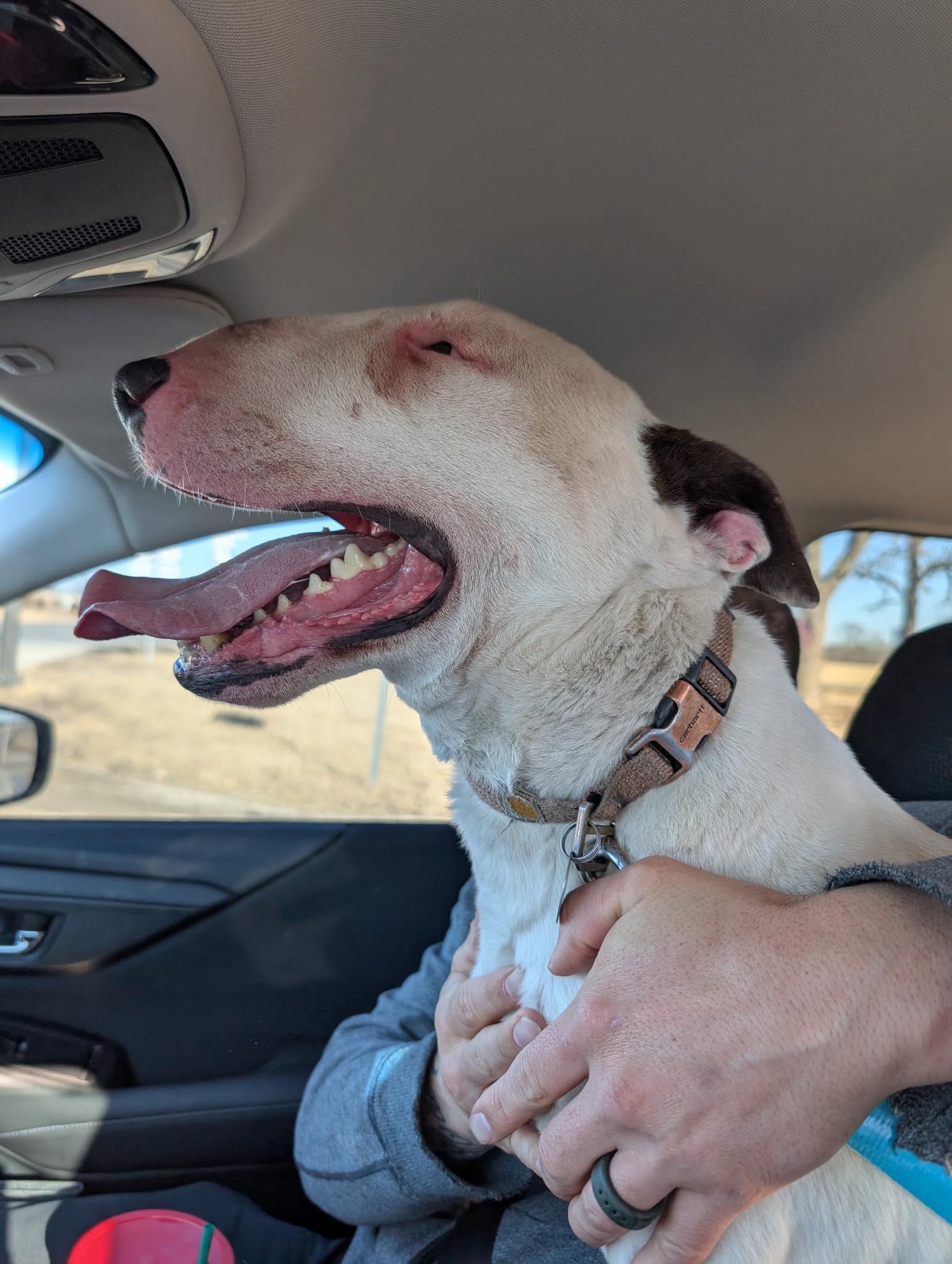 Enlarge 26-011 Yeti, a Adoptable Bull Terrier in New York, NY image 3/6