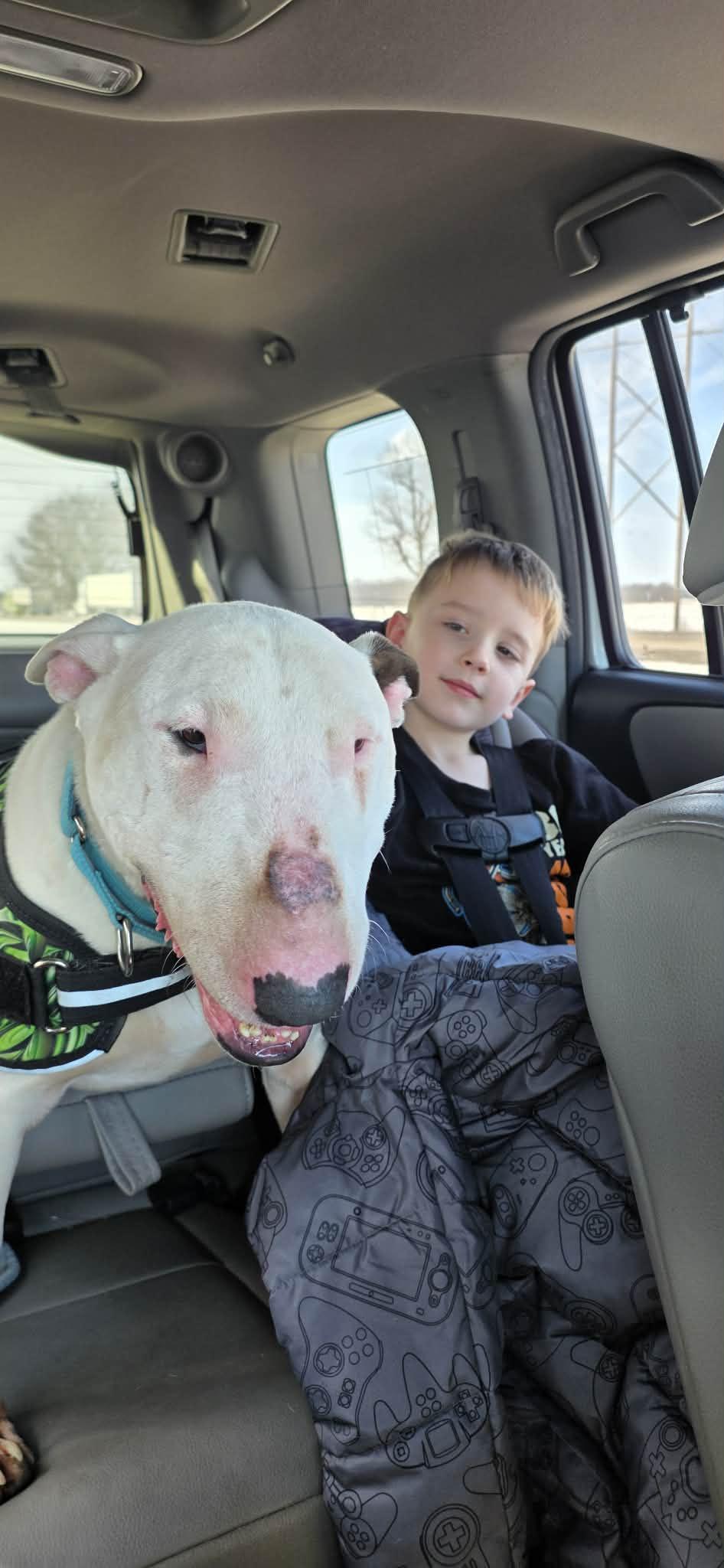 Enlarge 26-011 Yeti, a Adoptable Bull Terrier in New York, NY image 4/6