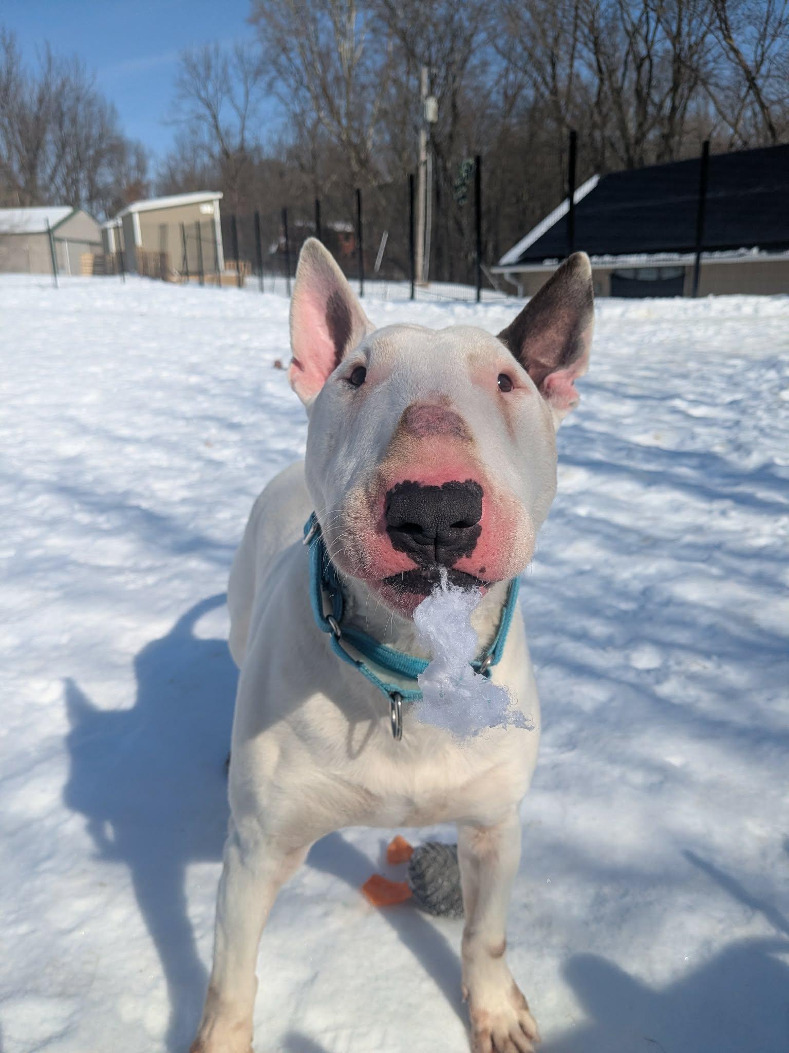 Enlarge 26-011 Yeti, a Adoptable Bull Terrier in New York, NY image 5/6