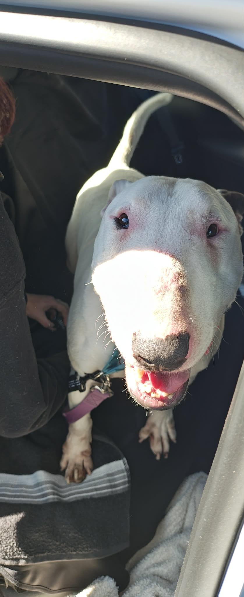 Enlarge 26-011 Yeti, a Adoptable Bull Terrier in New York, NY image 6/6