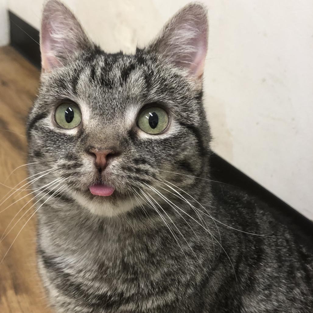 Enlarge Nellie, a Adoptable Domestic Short Hair in Quakertown, PA image 1/1