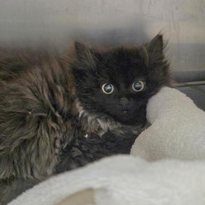 Fezzik, Adoptable, Kitten Male Domestic Long Hair & Domestic Short Hair.