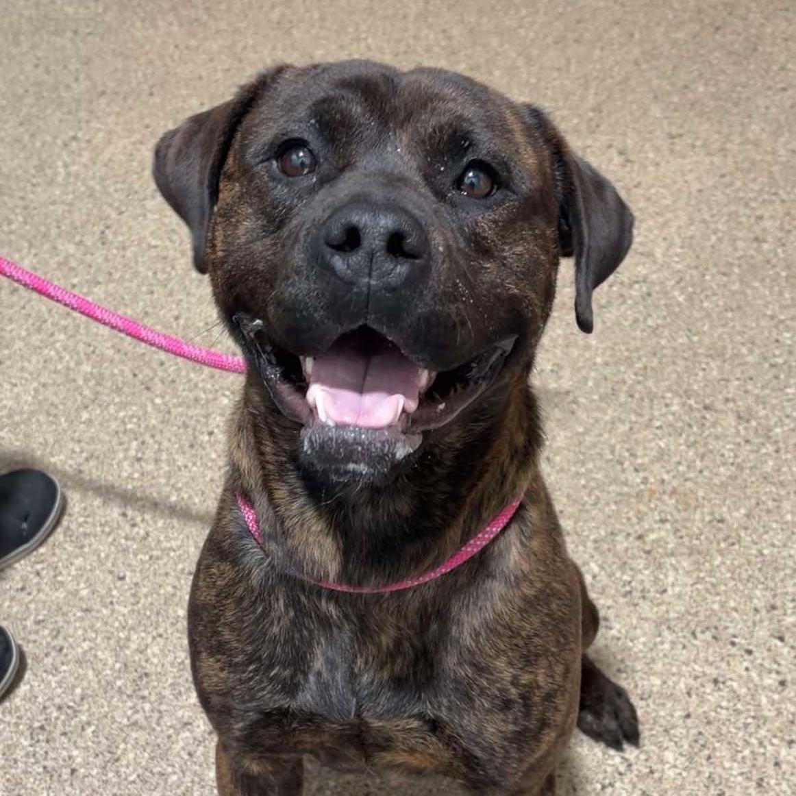 Enlarge Wally, a ADOPTABLE American Staffordshire Terrier in Valparaiso, IN image 1/2