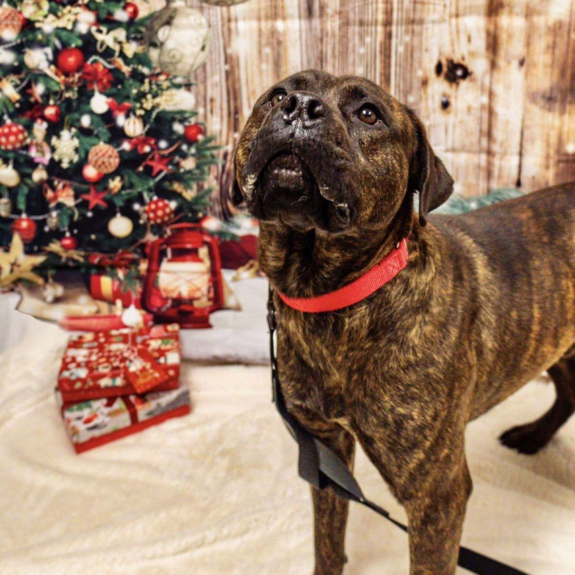 Enlarge Wally, a ADOPTABLE American Staffordshire Terrier in Valparaiso, IN image 2/2