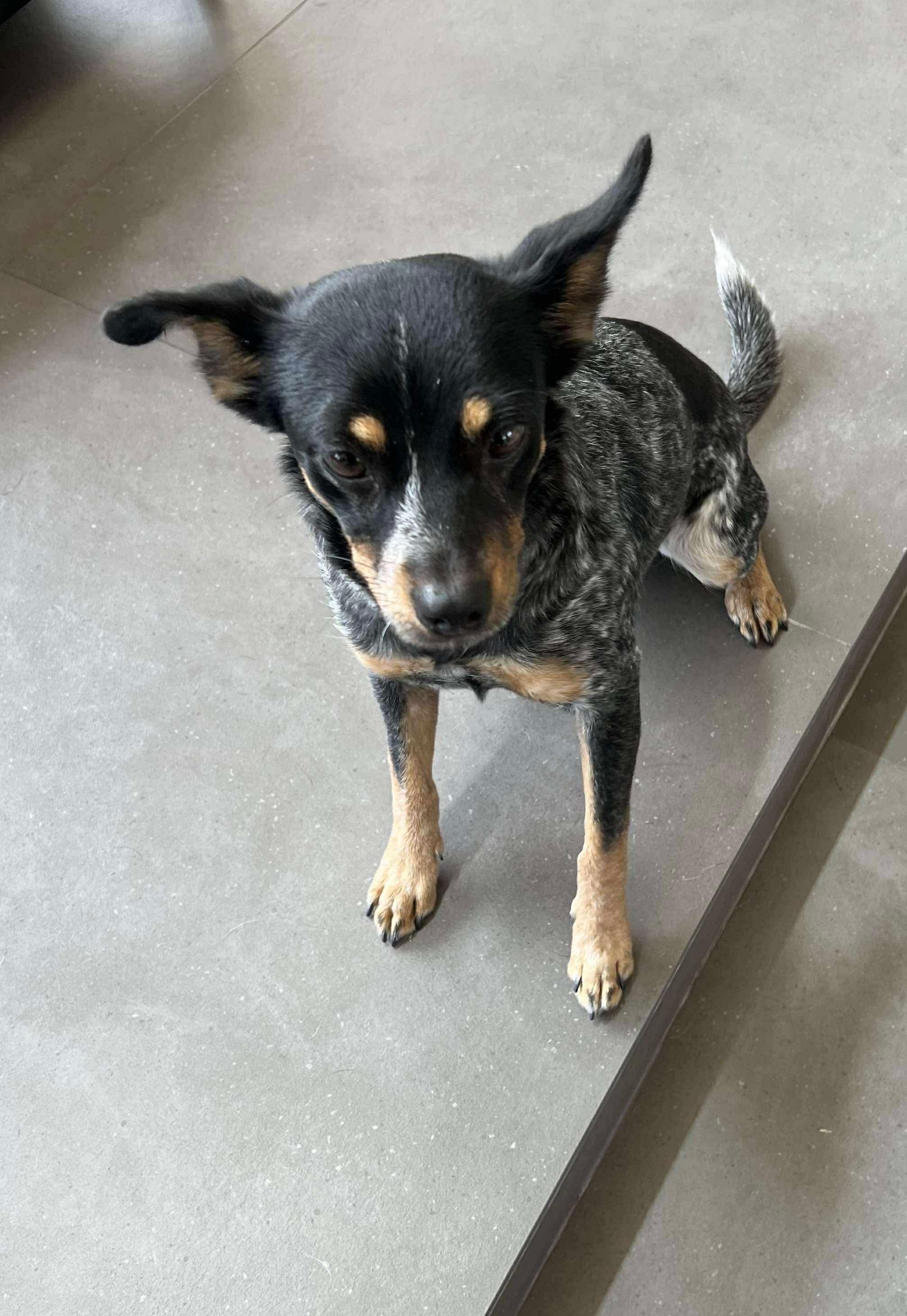 Gigi, a Adopted mixed breed in Coeur D Alene, ID image 3/6