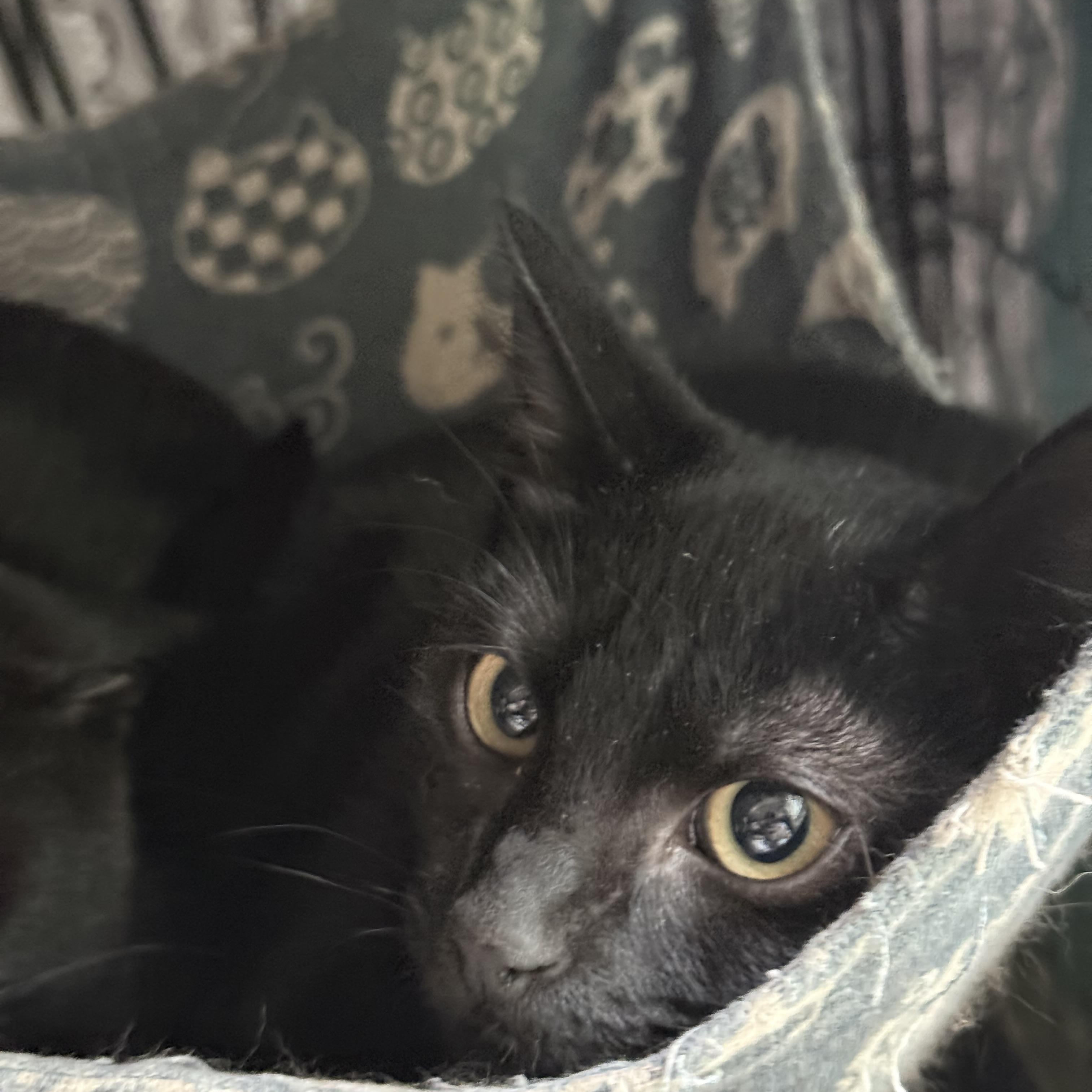 Enlarge Buzz, a Adoptable Domestic Short Hair in Syracuse, NY image 1/1