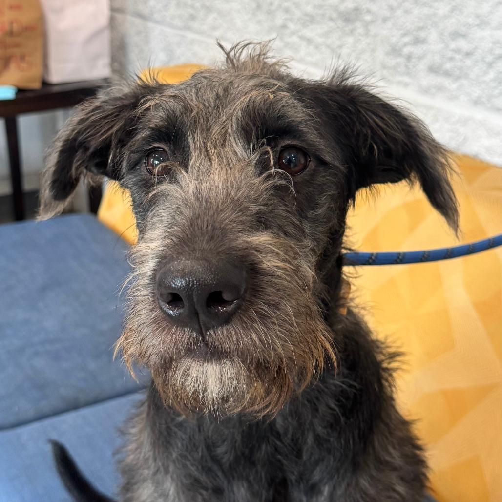 Dora, adopted, Young Female Schnoodle.