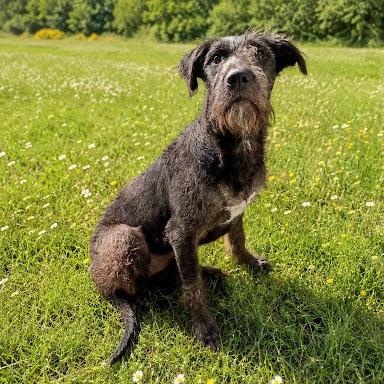 Dora, an adopted Schnoodle in Danbury, CT image 2/2
