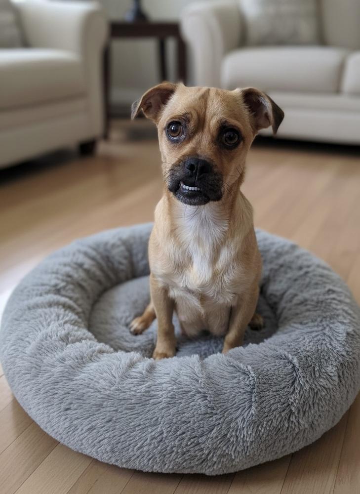 Enlarge Selma, a Adoptable mixed breed in Canyon Country, CA image 1/2