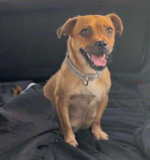 Enlarge Selma, a Adoptable mixed breed in Canyon Country, CA image 2/2