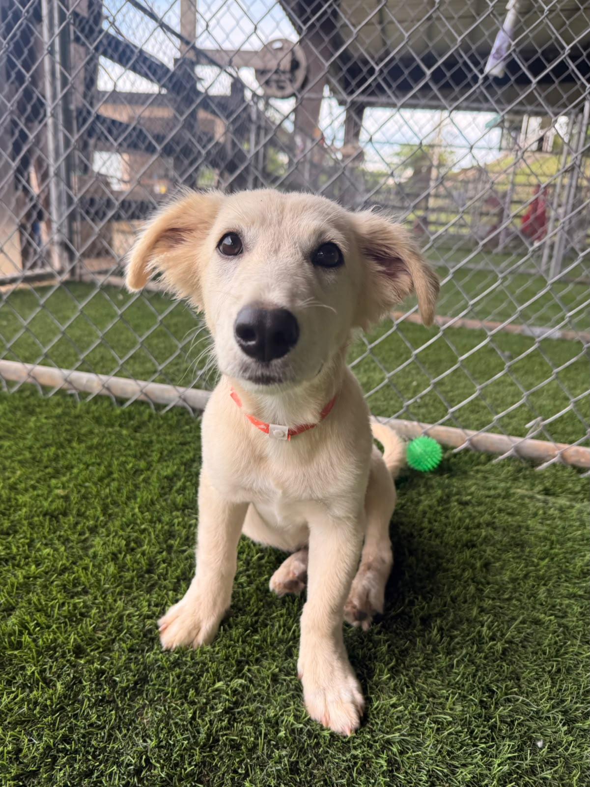Enlarge Kiwi, a Adoptable Labrador Retriever in Morristown, NJ image 3/6