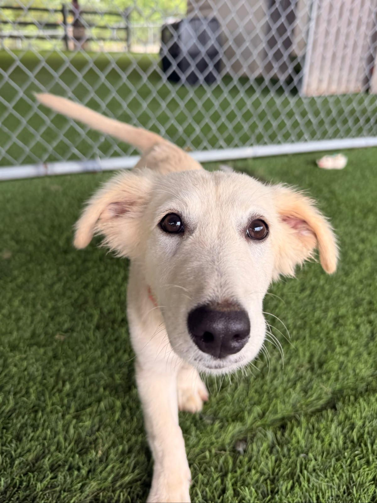 Enlarge Kiwi, a Adoptable Labrador Retriever in Morristown, NJ image 6/6