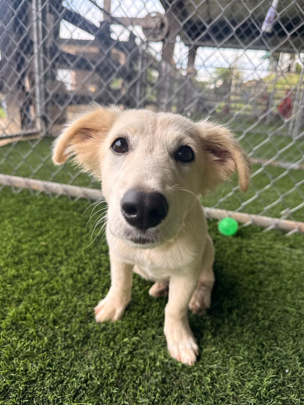 Enlarge Kiwi, a Adoptable Labrador Retriever in Morristown, NJ image 2/6