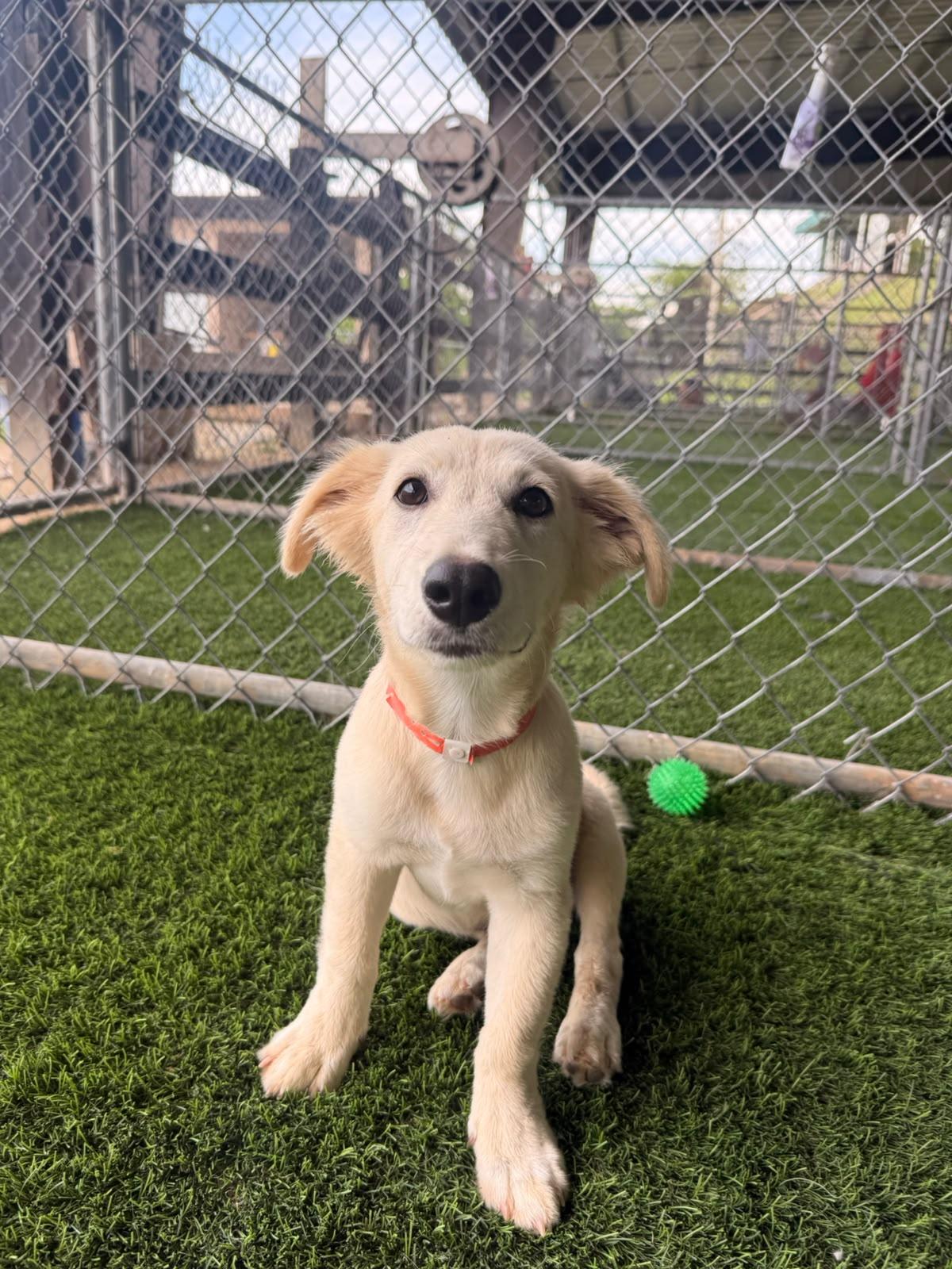 Enlarge Kiwi, a Adoptable Labrador Retriever in Morristown, NJ image 1/6