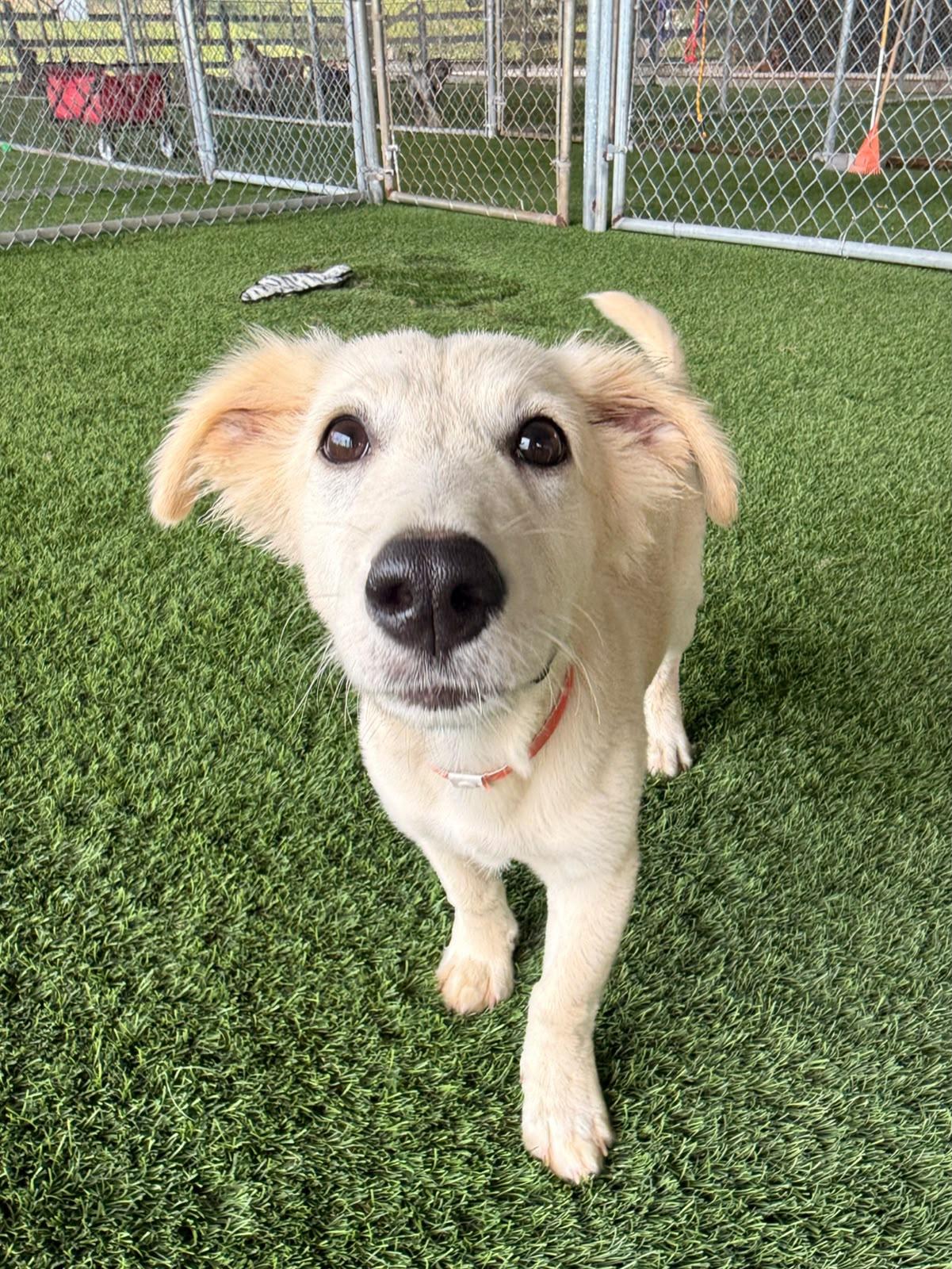 Enlarge Kiwi, a Adoptable Labrador Retriever in Morristown, NJ image 4/6