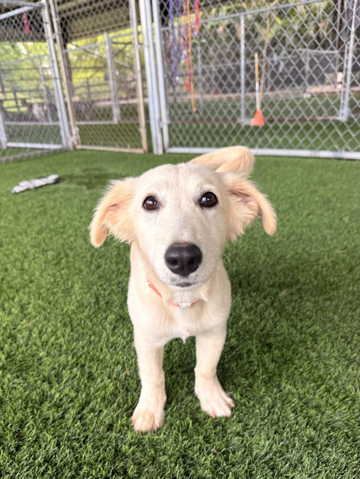 Enlarge Kiwi, a Adoptable Labrador Retriever in Morristown, NJ image 5/6