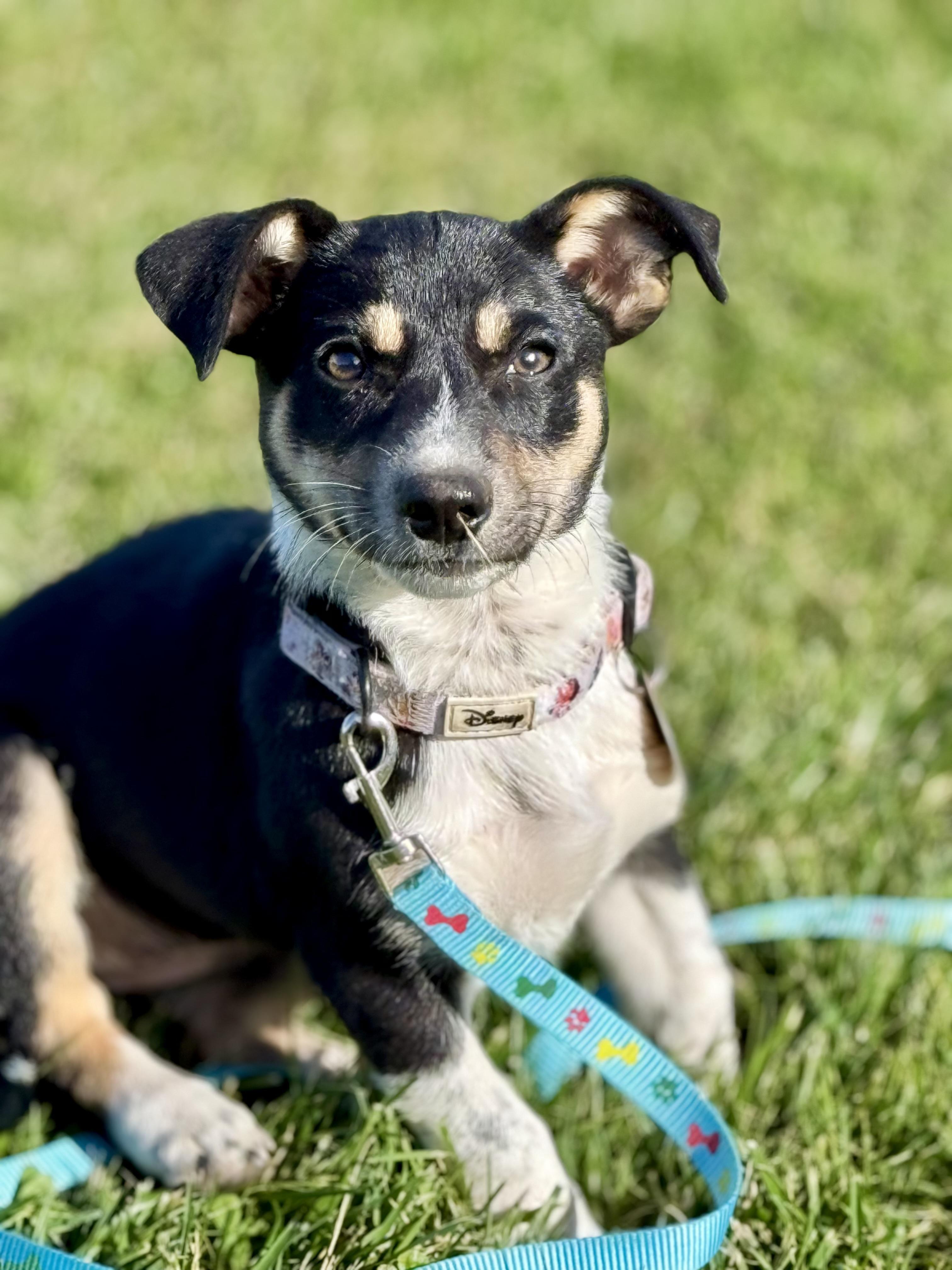 Enlarge Tori, a Adoptable mixed breed in Waukesha , WI image 1/6