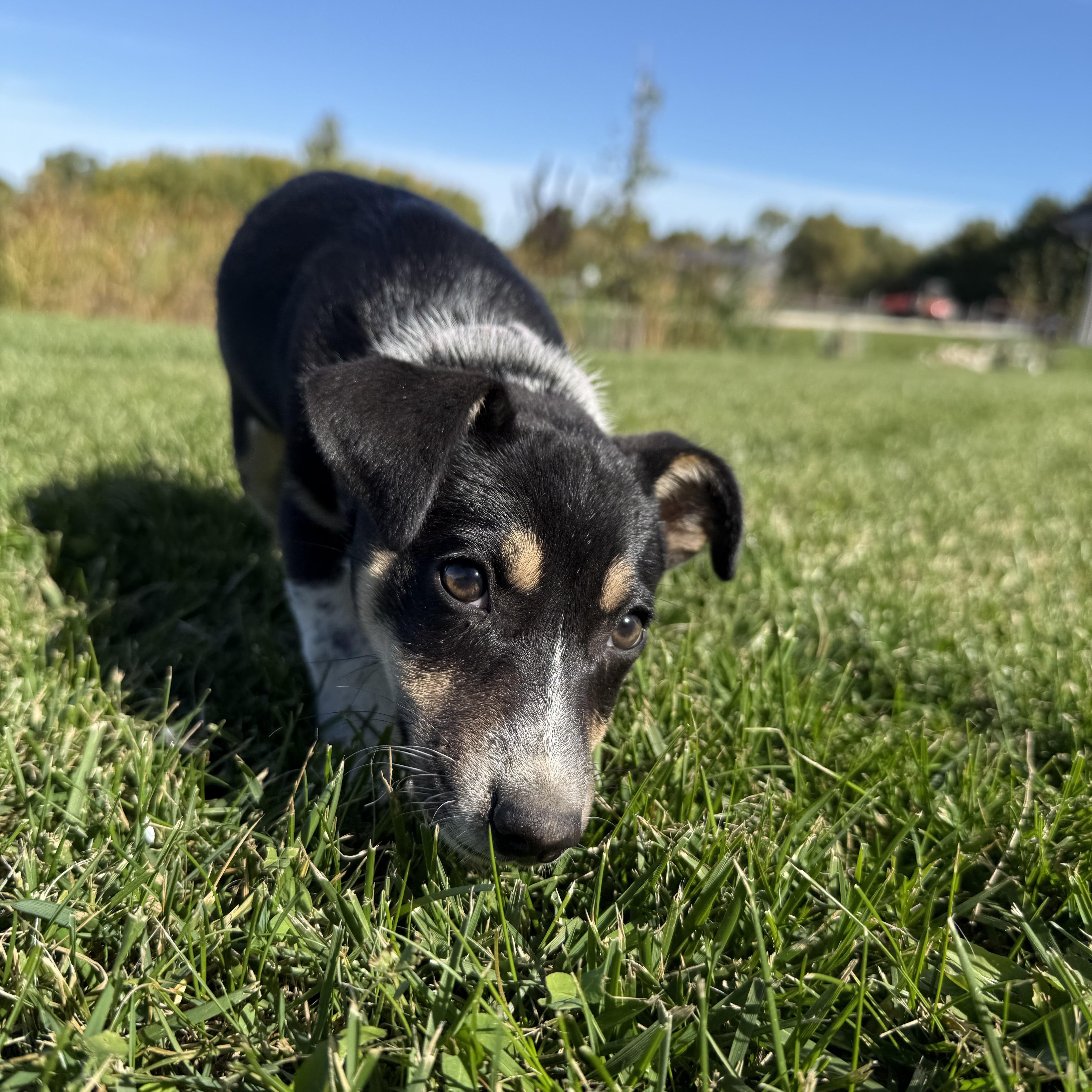 Enlarge Tori, a Adoptable mixed breed in Waukesha , WI image 6/6