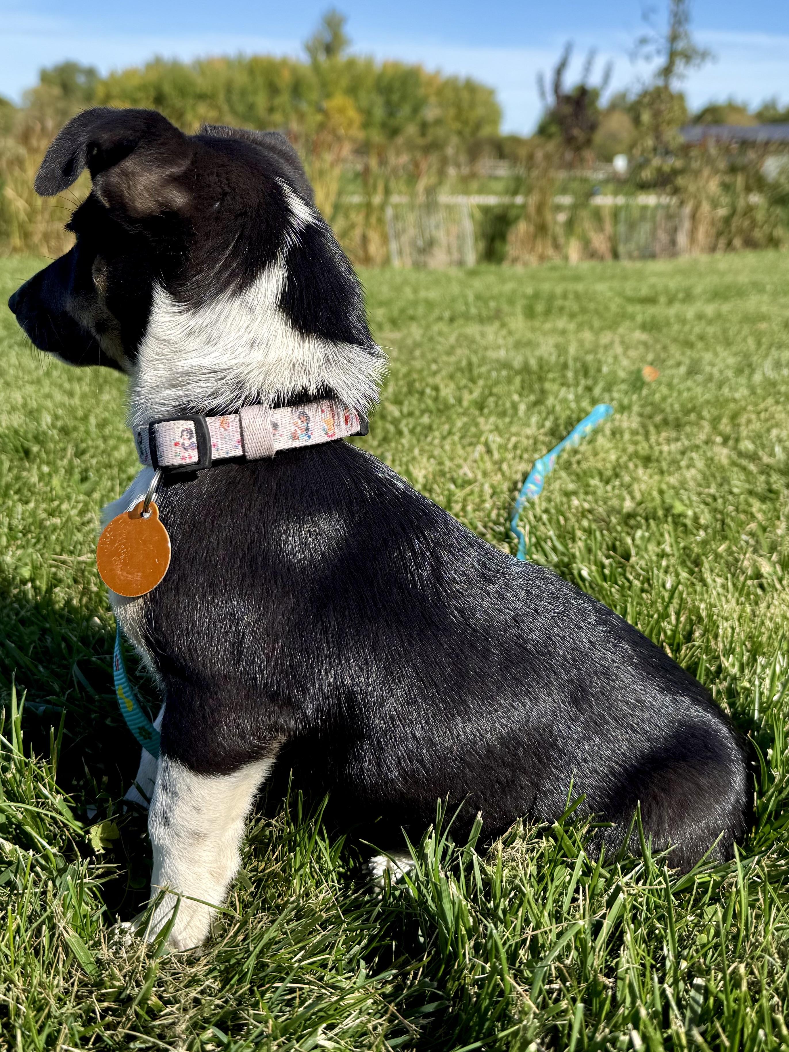 Enlarge Tori, a Adoptable mixed breed in Waukesha , WI image 3/6