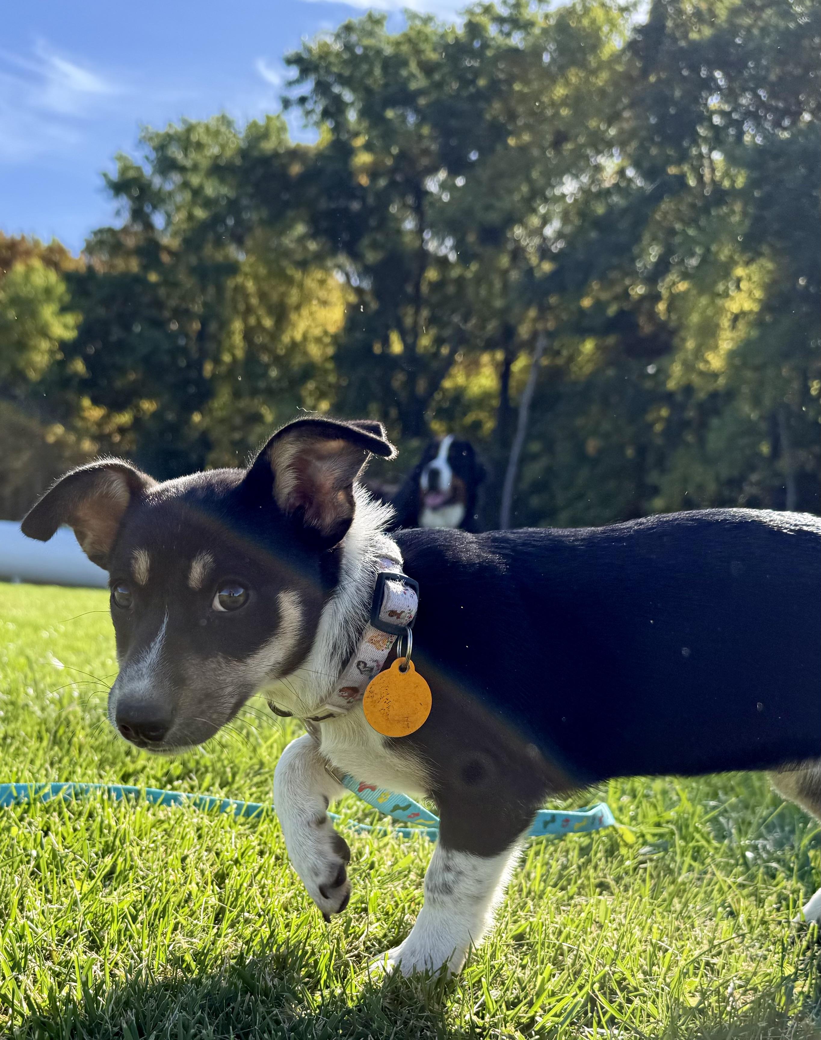 Enlarge Tori, a Adoptable mixed breed in Waukesha , WI image 4/6