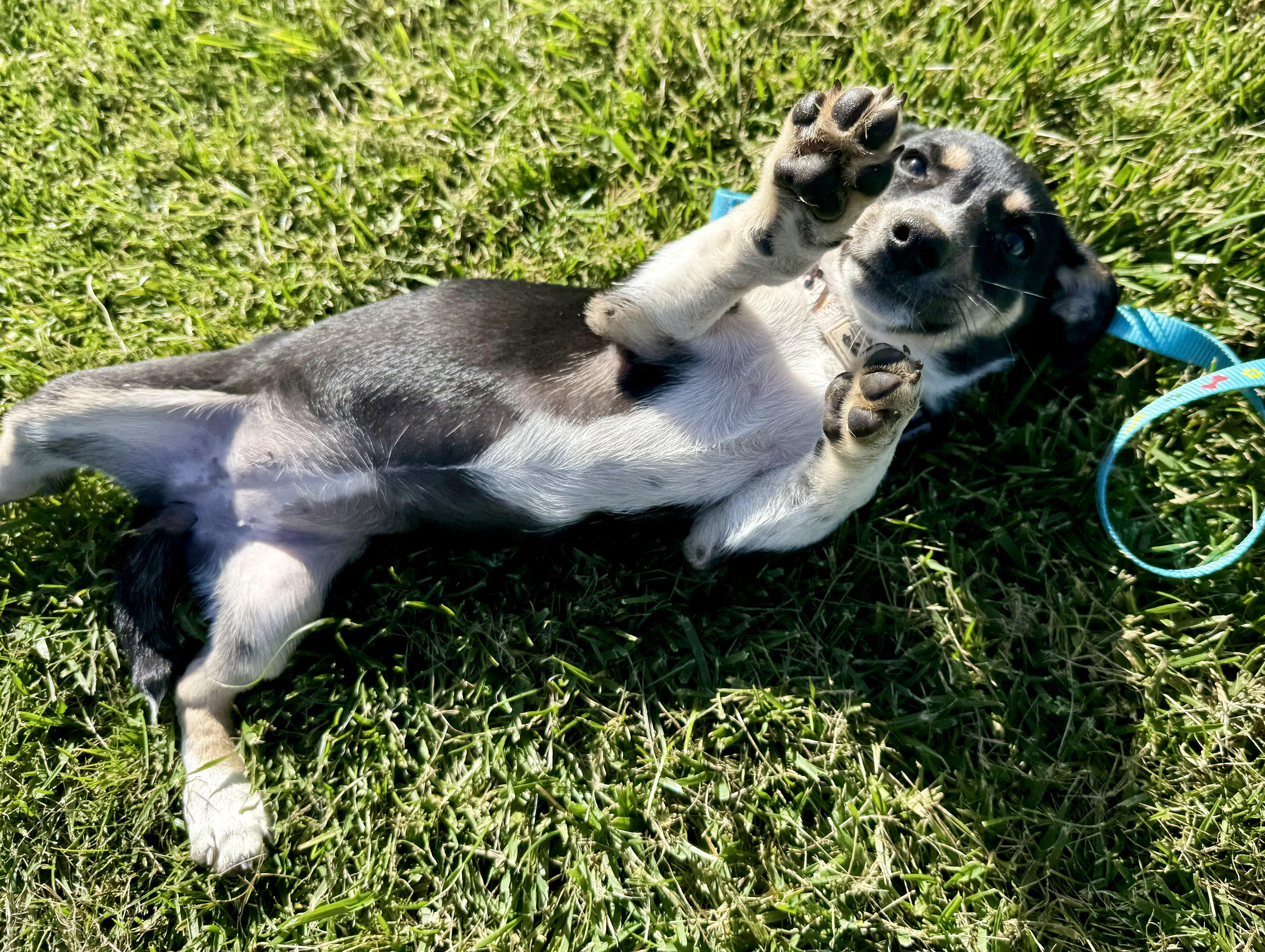 Enlarge Tori, a Adoptable mixed breed in Waukesha , WI image 5/6