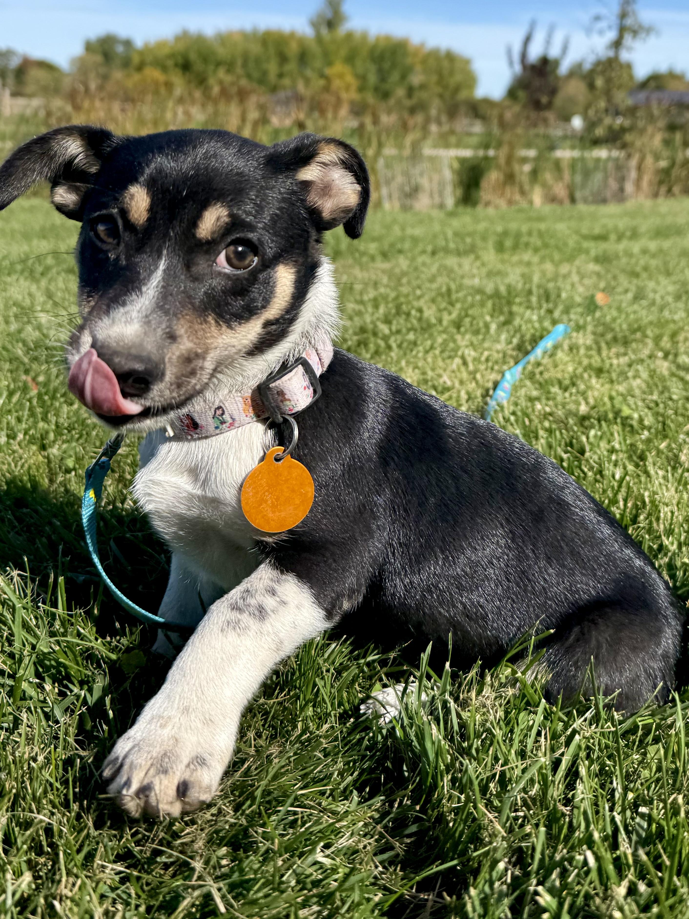 Enlarge Tori, a Adoptable mixed breed in Waukesha , WI image 2/6
