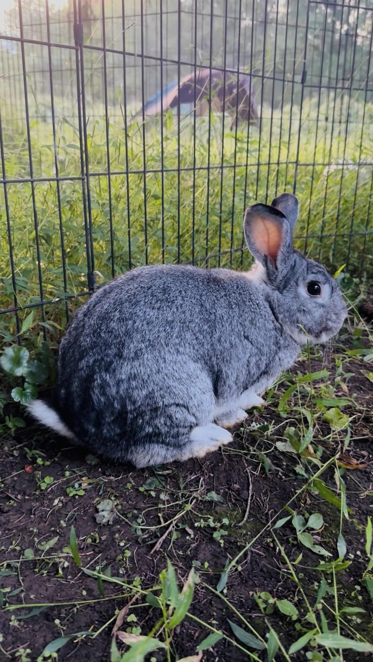 Enlarge Billy, a Adoptable Chinchilla in Salisbury Mills, NY image 2/2