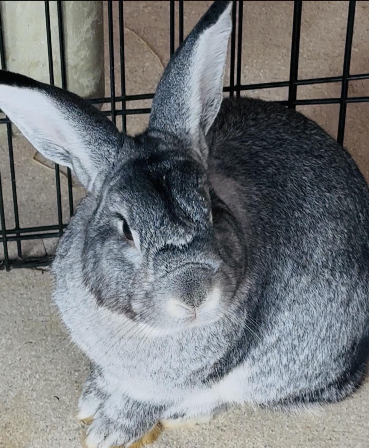 Billy, Adoptable, Adult Male Chinchilla.