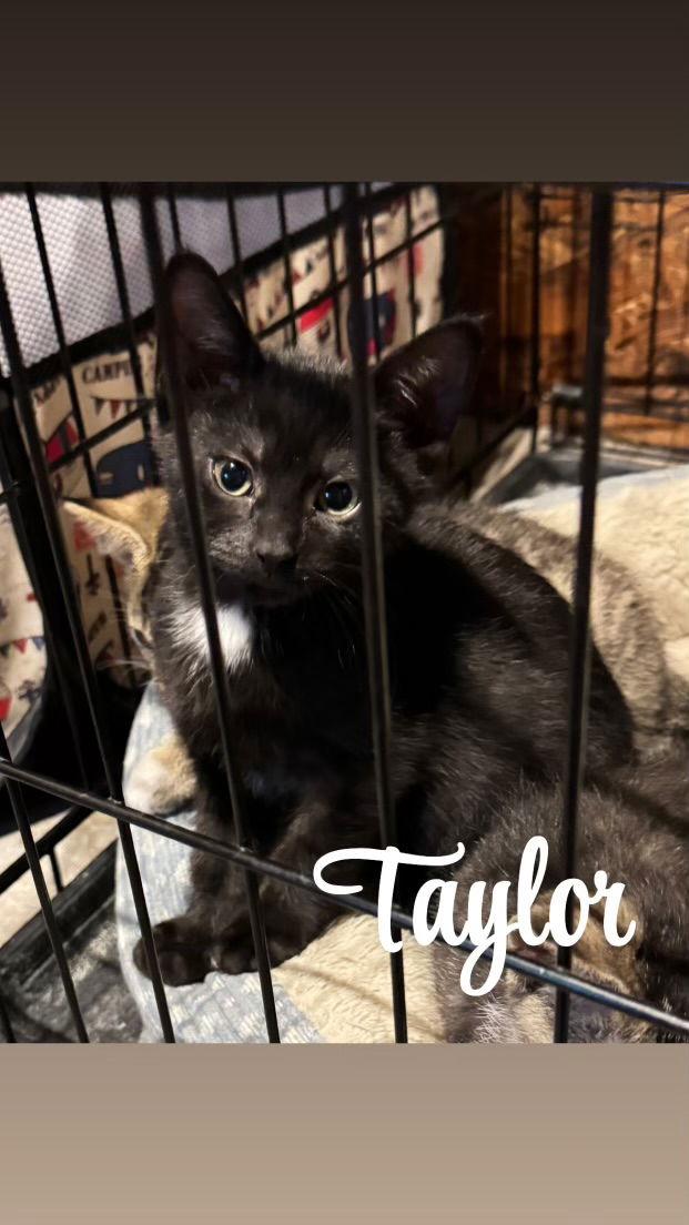 Enlarge Taylor, a Adopted Domestic Short Hair in Land O Lakes, FL image 1/1