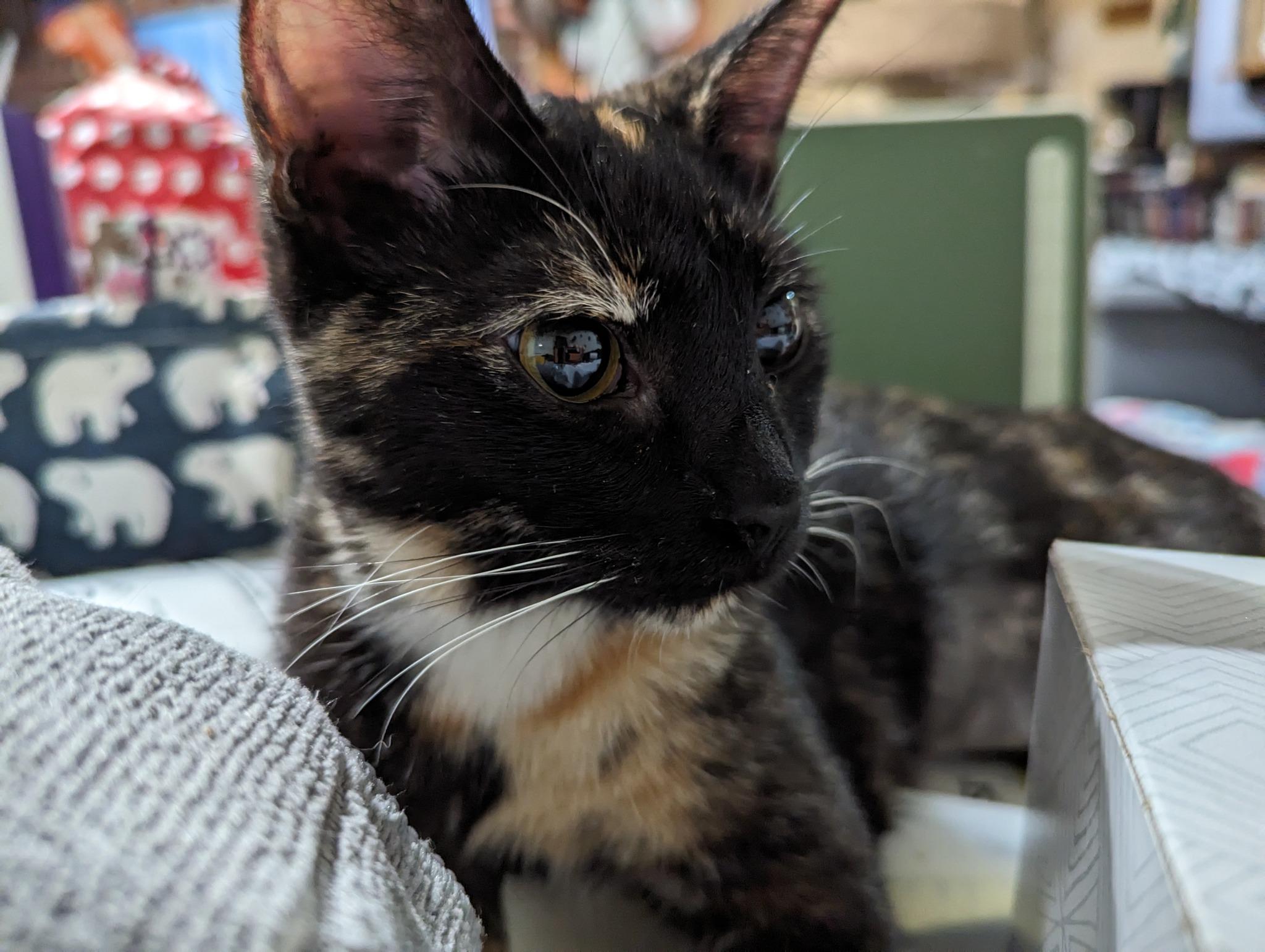 Larkspur, Adopted, Adult Female Domestic Short Hair.