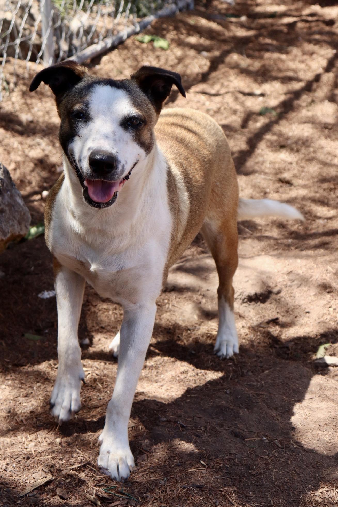 Enlarge Carmela, a Adoptable mixed breed in Leakey, TX image 1/6