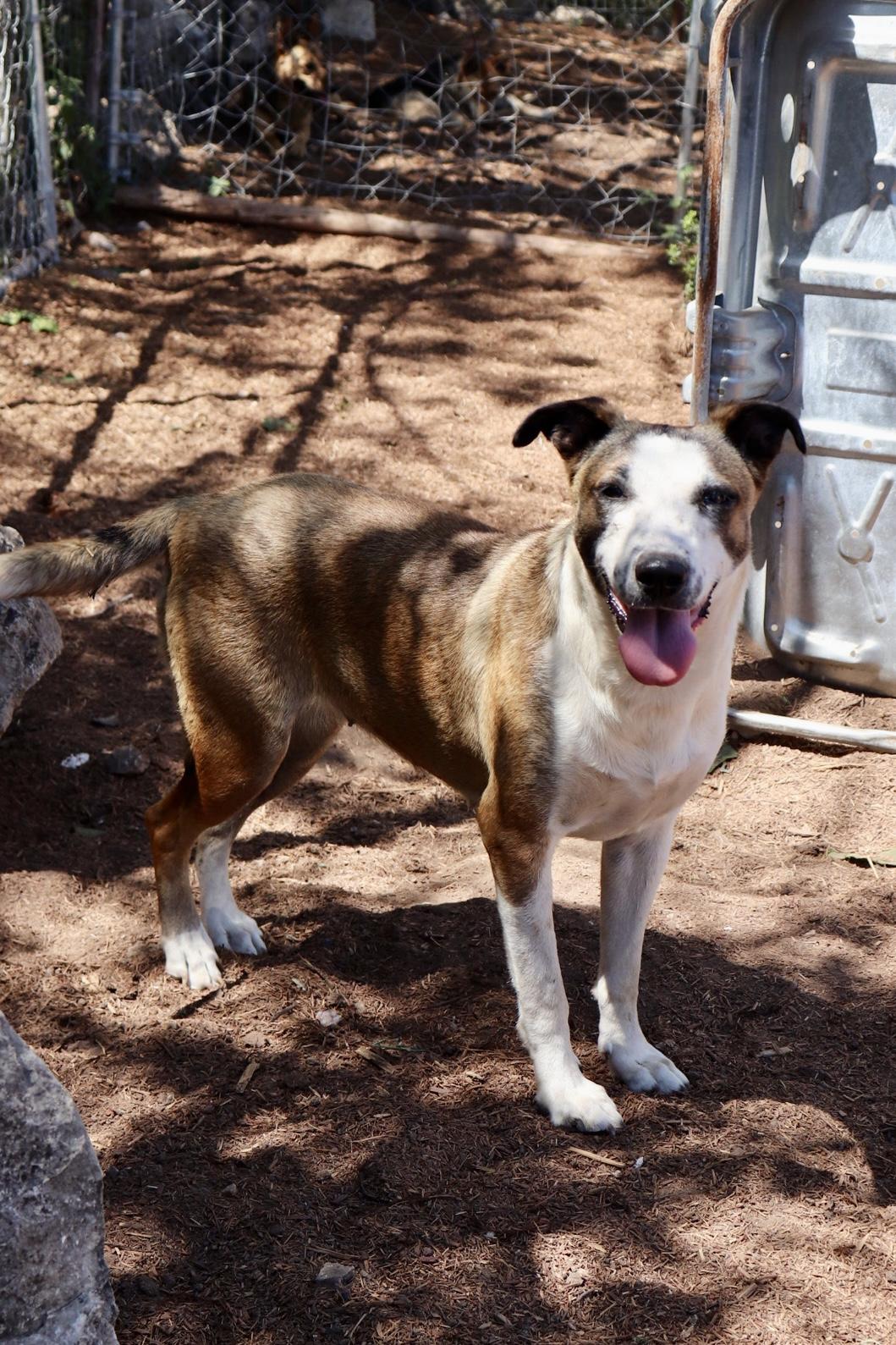 Enlarge Carmela, a Adoptable mixed breed in Leakey, TX image 2/6