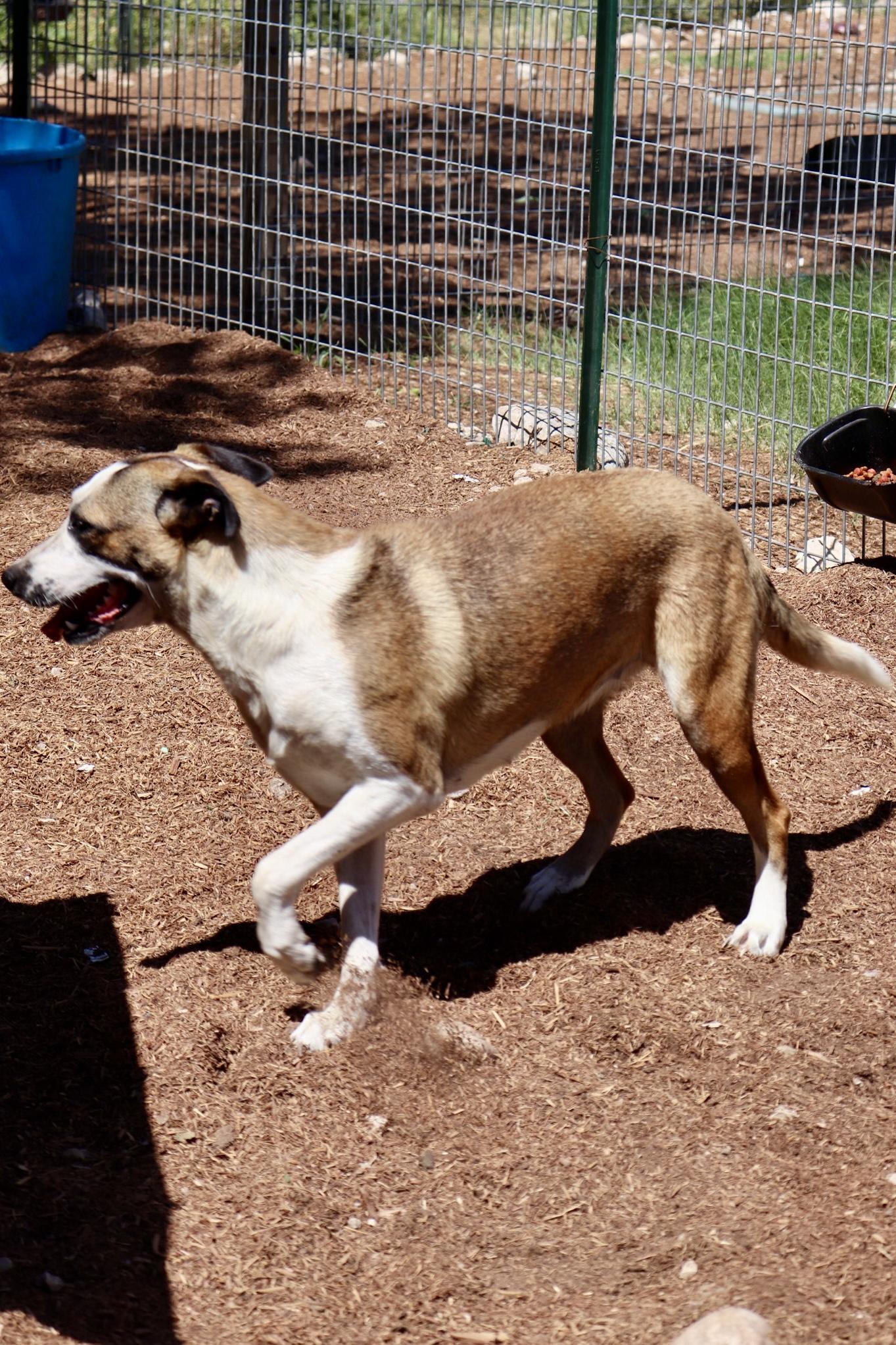 Enlarge Carmela, a Adoptable mixed breed in Leakey, TX image 3/6