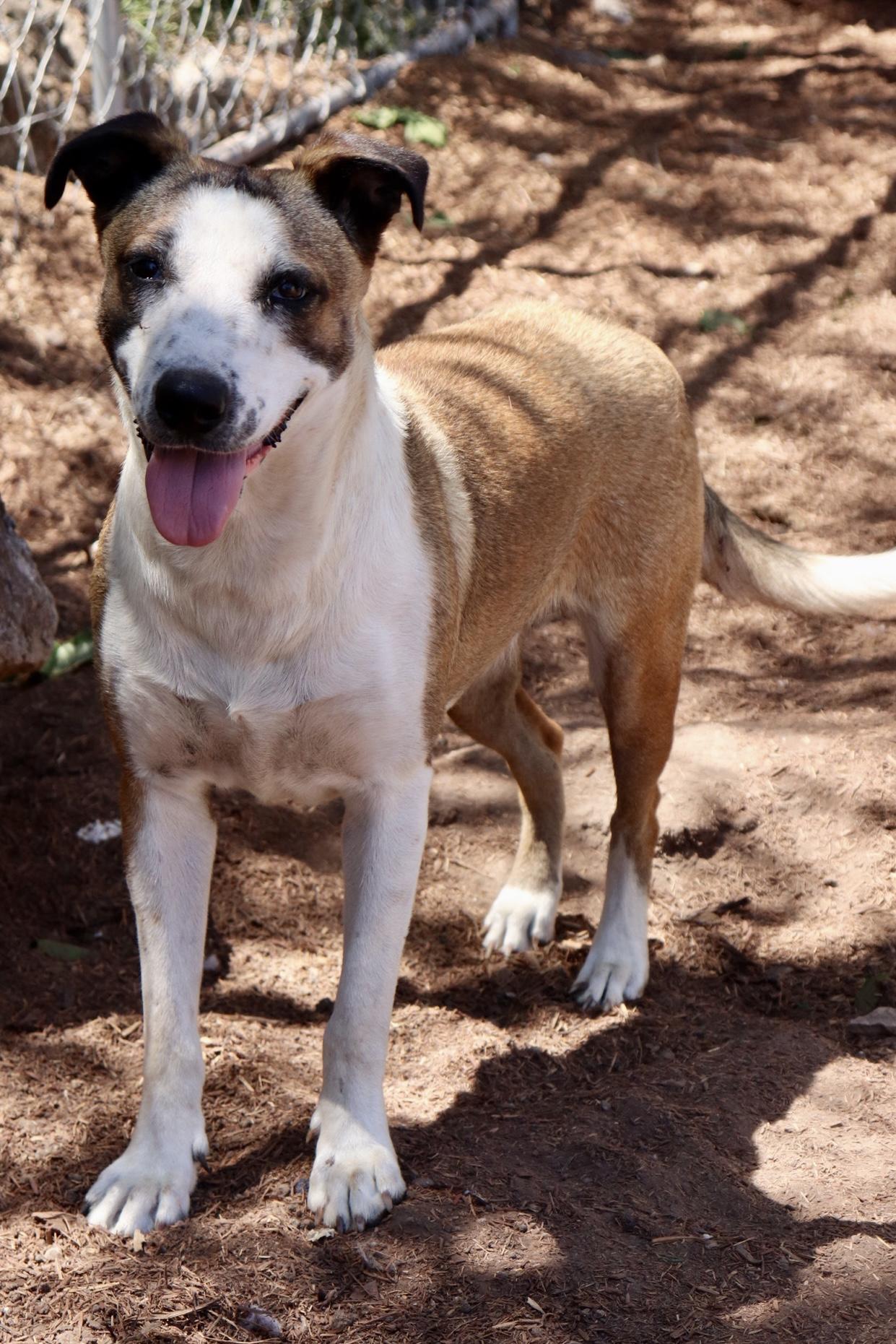 Enlarge Carmela, a Adoptable mixed breed in Leakey, TX image 4/6